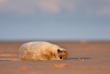 Halichoerus grypusGrey seal