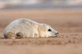 Halichoerus grypusGrey seal