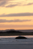 Halichoerus grypusGrey seal