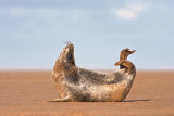 Halichoerus grypusGrey seal