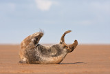 Halichoerus grypusGrey seal