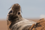 Halichoerus grypusGrey seal