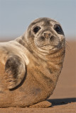 Halichoerus grypusGrey seal