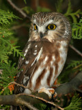 PETITE NYCTALE / NORTHERN SAW-WHET OWL