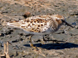 Wind Bird Gallery - Least Sandpiper