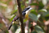 Spot-crowned Barbet (Capito maculicoronatus rubrilateralis)