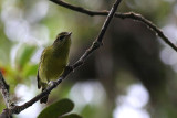 Negros Leaf Warbler (Phylloscopus nigrorum)