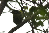Negros Striped Babbler (Zosterornis nigrorum)