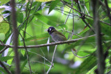 White-eared Tailorbird (Orthotomus cinereiceps)
