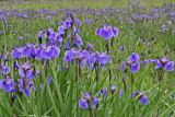 Eklutna_Iris_24Jun2007_ 072aes2.jpg
