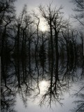 Reflection_TurnagainArmTrail_Reflection_05Feb2006_ 001.jpg