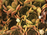 Sempervivum marmoreum Chocolate JL8 #0857