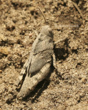 Carolina locust -Dissosteira carolina JL8 #1606