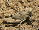 Carolina locust - Dissosteira carolina JL8 #1608