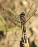 Blue Dasher Female - Pachydiplax longipennis JL8 #2071