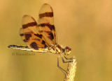 Halloween Pennant - Celithemis eponina JL8 #2205