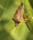 Podisus maculiventris AU8 #4321