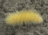 Virginia Tiger Moth S9 #9026