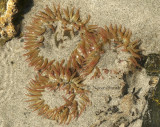 Anemones S8 #8047