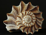 Lightning Whelk - Sanibel Island N9 #4844