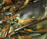 Lobster D9 #5290