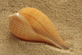 Fig Shell - Ficus communis JA10 #5760