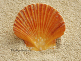 Ravenel's Scallop - Pectin raveneli JA10 #5712