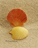 Ravenel's Scallop - Pectin raveneli JA10 #5768