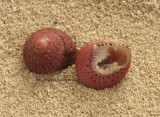 Strawberry Top Shell JA10 #5789