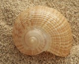 Fig Shell- Ficus communis JA10 #5830