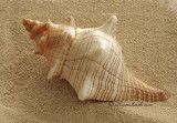 Florida Horse Conch - Pleuroploca gigantea JA10 #5822