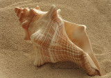 Florida Horse Conch - Pleuroploca gigantea JA10 #5820