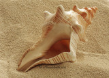Florida Horse Conch - Pleuroploca gigantea JA10 #5823