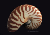 Chambered Nautilis JA10 #6312