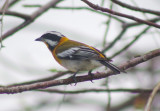 Western Streaked Tanager
