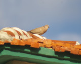Eurasion Collared Dove