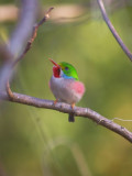 Cuban Tody