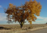 tree on the road