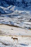 193 Pronghorn Antelope 2.jpg