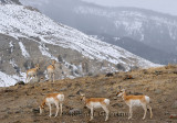 194 Pronghorn 2 P.jpg