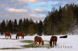 196 Moose and Horses 1.jpg
