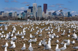 164 Gull Mating Party.jpg