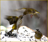 The Male ,the Female and the Spectator