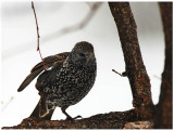 A Starling in Preparation.