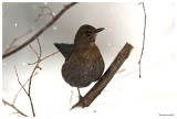 Mum Blackbird