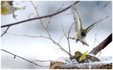 Siskin in Flight as an Eagle