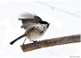 Into the wind of winter