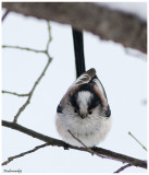 Tit With Long Queue