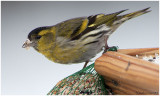 Siskin after Dinner
