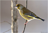 Greenfinch